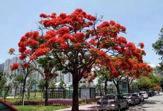深圳街头